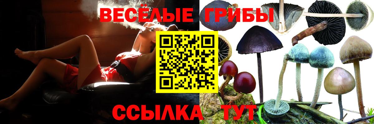 Галлюциногенные грибы Psilocybe Киреевск